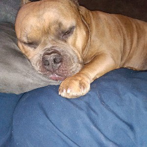 Maniacs and Psychopaths