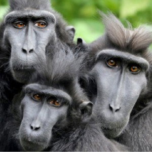 Monkeys