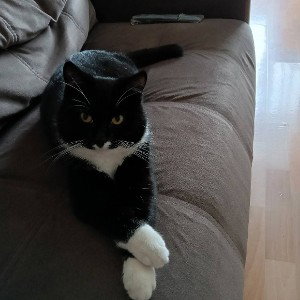Лига Рэперских Котов