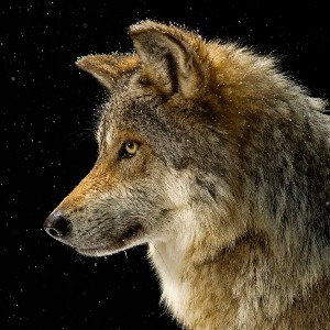 T.W.H These Wolves Hunt.
