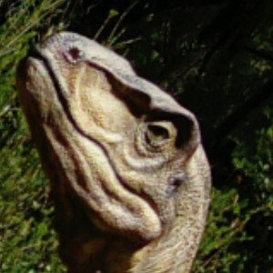 Les moustiques 