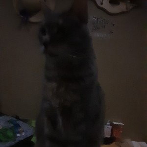 The meows and the wof