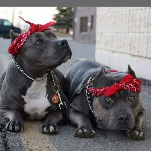 Bdawgs