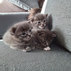 Cat Gang