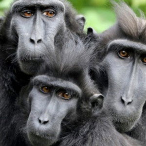 MONKEYBROS