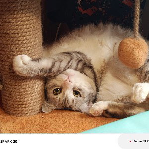 КОТОФЕИ