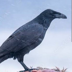 FOR THE BIRDS