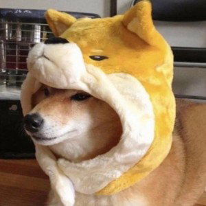 doge26