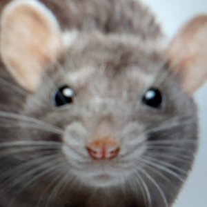 Rat squad