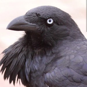 00FOR THE BIRDS00