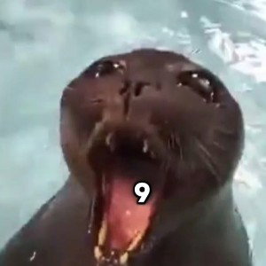 SEAL Gng