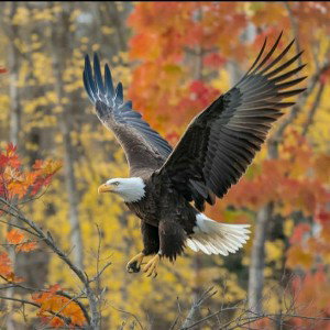 EAGLE VIKINGS