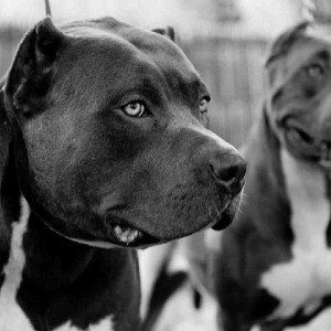 Canines