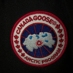 Canada goose