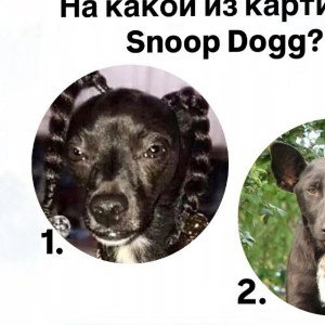 Снуп доггеры