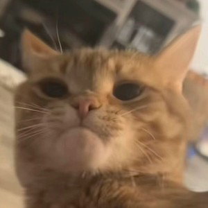 Catsos
