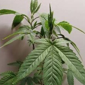 True blue Crew 420 two
