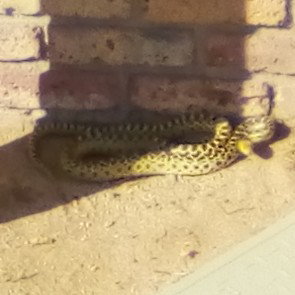  Snakes