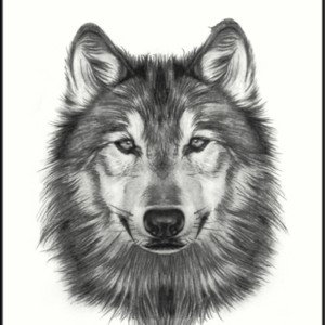 The Lone Wolves