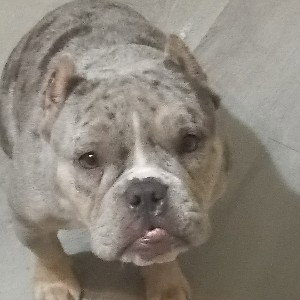 Money e.t.g aka chiville