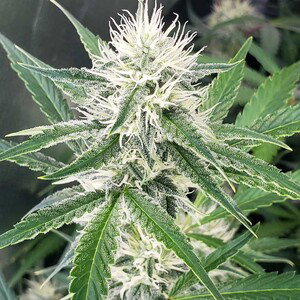 Savage weed 420