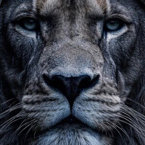 WeLions