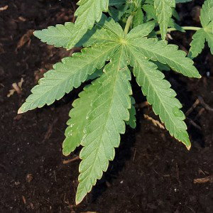 The Mota Kings