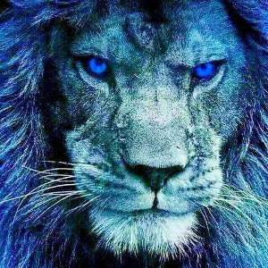 Leo Nation 