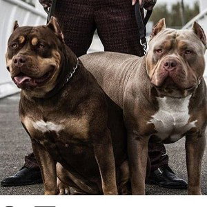 13 GANG