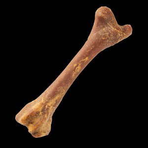 Little boy bones