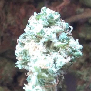 Rocky Mountain high life
