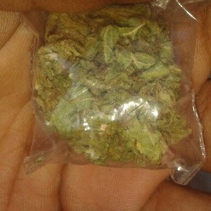 GREEN GANG 1017