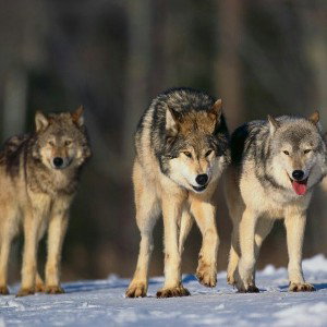 Lobo oscuro