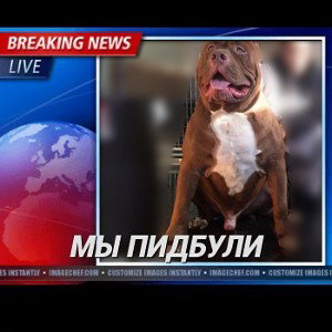 Мы питбули