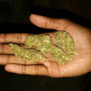 Kush Pussy gang