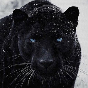 One Panther Gang 