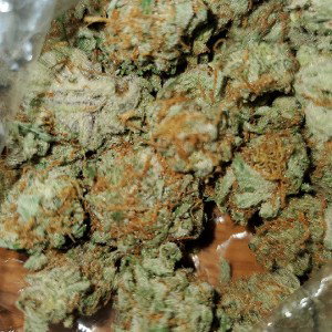 Dank Squad