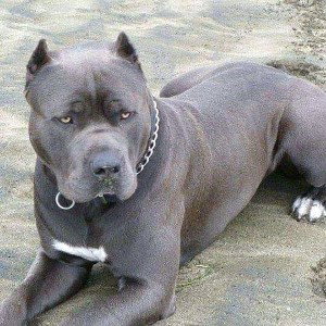 Pitbull mafia 