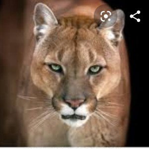 #Cougars