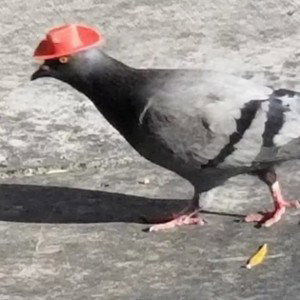 IL PICCIONE NERO 111