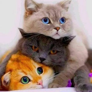 Котичка