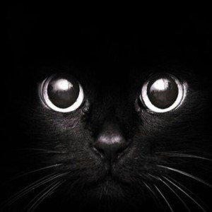 Чёрный кот