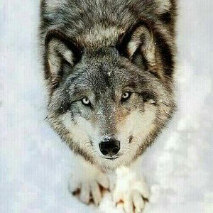 WolfMoneyEmpire Record