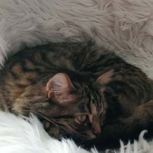Кошачий клан