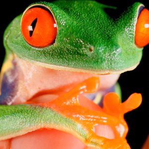 Da Frogs