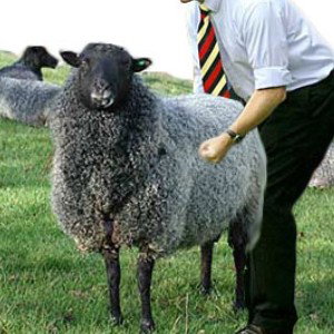 SHEEP SHAGGING GRIME
