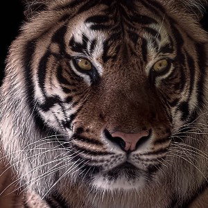 Les tigre