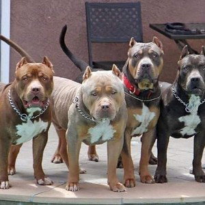 Pitbull Danger Zone