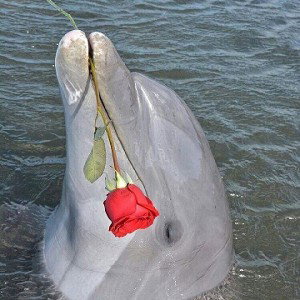 .Dolphin Gang.