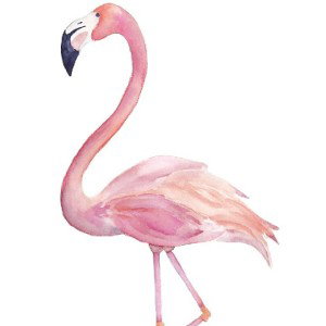 Die Flamingos